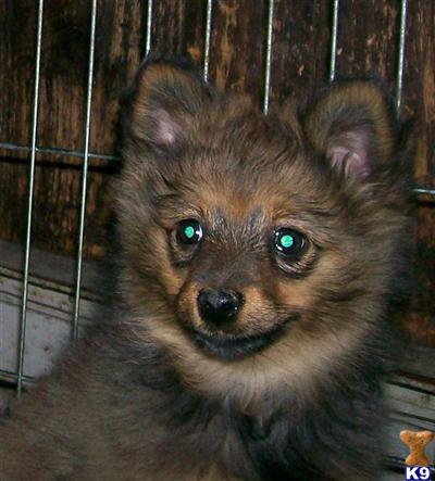 Puppies in NJ